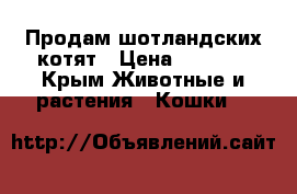Продам шотландских котят › Цена ­ 2 000 - Крым Животные и растения » Кошки   